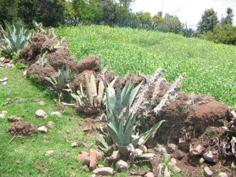 Socos bei
Ayacucho (Peru): Ein Erdwall grenzt die Felder
ab und bietet gleichzeitig kleinen Tieren Schutz
und Unterschlupf Socos
bei Ayacucho (Peru): Ein Erdwall grenzt die
Felder ab und bietet gleichzeitig kleinen Tieren
Schutz und Unterschlupf