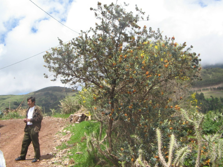 Socos bei Ayacucho (Peru): Eine Hecke aus
Kakteen und Sträuchern (Kakteen-Sträucherhecke)
grenzt das Feld ab und bietet gleichzeitig
kleinen Tieren Schutz und Unterschlupf, und
bietet Früchte an Socos
bei Ayacucho (Peru): Eine Hecke aus Kakteen und
Sträuchern (Kakteen-Sträucherhecke) grenzt das
Feld ab und bietet gleichzeitig kleinen Tieren
Schutz und Unterschlupf, und bietet Früchte an