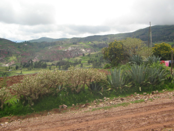 Socos bei Ayacucho (Peru):
Eine Hecke aus Kakteen grenzt das Feld vom Weg
ab und bietet gleichzeitig kleinen Tieren Schutz
und Unterschlupf Socos bei Ayacucho (Peru): Eine
Hecke aus Kakteen grenzt das Feld vom Weg ab und
bietet gleichzeitig kleinen Tieren Schutz und
Unterschlupf