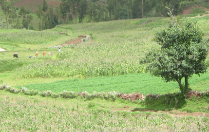 Socos bei Ayacucho (Peru):
Ein kleiner Erdwall grenzt das Feld ab und
bietet gleichzeitig kleinen Tieren Schutz und
Unterschlupf Socos bei Ayacucho (Peru): Ein
kleiner Erdwall grenzt das Feld ab und bietet
gleichzeitig kleinen Tieren Schutz und
Unterschlupf