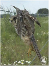 Ein Baumfalke hat sich im Stacheldraht
verfangen Ein
Baumfalke hat sich im Stacheldraht verfangen