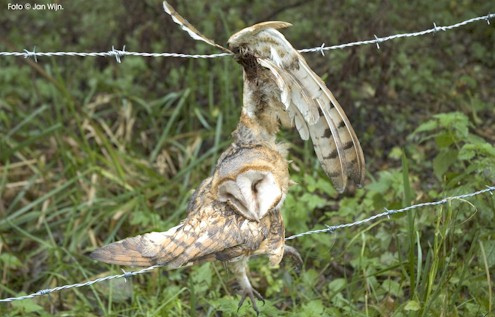 Eule im
Stacheldraht verfangen Eule
im Stacheldraht verfangen