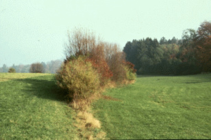 Artenreiche Feldhecke mit Sträuchern und
deren Farben und Früchten Artenreiche Feldhecke mit
Sträuchern und deren Farben und Früchten