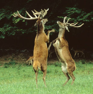 Bei einem
Hirschkampf kam den kämpfenden Hirschen ein Stacheldraht
in den Weg, und es mussten beide Hirsche sterben... Bei einem Hirschkampf kam den
kämpfenden Hirschen ein Stacheldraht in den Weg, und es
mussten beide Hirsche sterben...