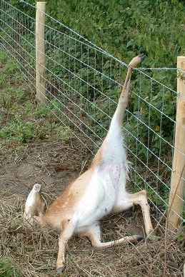 Ein Reh hat sich im Stacheldraht
verfangen und hat sich am Ende
"aufgehängt" Ein
Reh hat sich im Stacheldraht verfangen und hat
sich am Ende "aufgehängt"