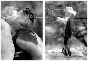 Sperber im Stacheldraht verfangen Sperber im Stacheldraht verfangen