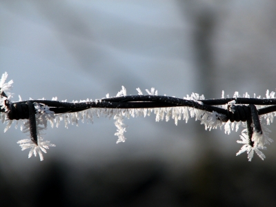 Gefrorener Stacheldraht mit
Reif ist kaum noch sichtbar, mit Schnee erst
recht nicht mehr sichtbar. Alle möglichen
Tiere und auch Menschen laufen, rennen oder
fahren in den kaum sichtbaren oder durch
Schnee unsichtbaren Stacheldraht, und die
dummen Regierungsbeamten in ihren warmen
"Stuben" wollen das einfach nicht
merken... Gefrorener
Stacheldraht mit Reif ist kaum noch sichtbar,
mit Schnee erst recht nicht mehr sichtbar.
Alle möglichen Tiere und auch Menschen laufen,
rennen oder fahren in den kaum sichtbaren oder
durch Schnee unsichtbaren Stacheldraht, und
die dummen Regierungsbeamten in ihren warmen
"Stuben" wollen das einfach nicht
merken...