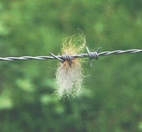 Stacheldraht-Zinke mit
Fuchshaaren Stacheldraht-Zinke
mit Fuchshaaren