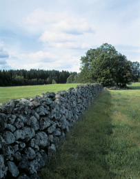 Eine Steinmauer trennt zwei Weiden
                        ab und bietet gleichzeitig kleinen Tieren Schutz
                        und Unterschlupf
