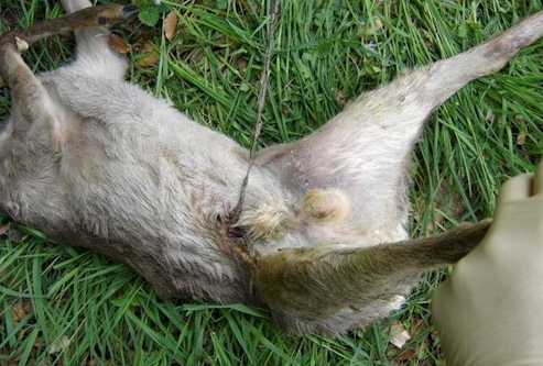 Wildhüter entfernen einem Wildtier den
Stacheldraht im Bauch Wildhüter entfernen einem
Wildtier den Stacheldraht im Bauch