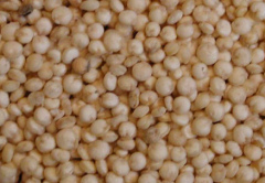 Quinoa-Samen, natrliche Mandalas