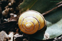 M�ndala de una concha de un
                                  caracol en forma de una espiral