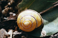 Mndala de una concha de un
                                  caracol en forma de una espiral