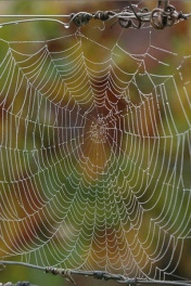 M�ndala de tela de
                                ara�a