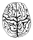 Mandala del cerebro