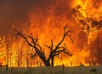 Buschfeuer in Australien,
                          verursacht durch mutwillige Brandstiftung