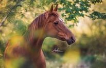 M�rchen:
                Eine Stute s�ugt Baby