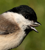 y un p�jaro (aqu� un carbonero
                            palustre) ten�a ganas comer semillas de
                            girasol y la semilla miedosa fue su comida