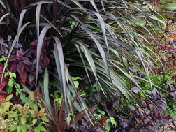 Elefantengras (Pennisetum purpureum)