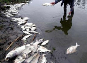 Tote Fische einer Fischfarm in der
                        Provinz Zheijang, China, Juni 2006
