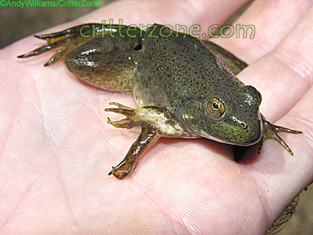 Mutierter Frosch durch Umweltverschmutzung