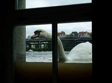 Radebeul
                bei Dresden bei 8,14m Wasserstand der Elbe, ein Schwan
                schnuppert an einem Fenster, 5. Juni 2013