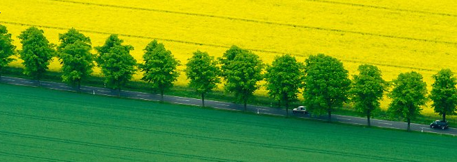 Napoleons Alleen stehen noch
                    an vielen Strassen in Deutschland, und hier findet
                    die Auslese gegen Raser statt