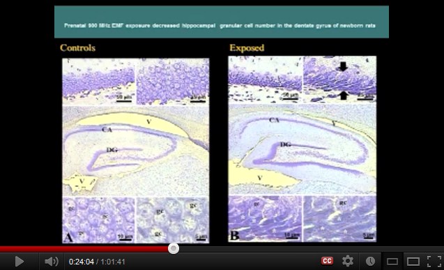 900 MHz: Im
              Rattenexperiment werden embrionale Stammzellen durch
              Handys klar gesch�digt bzw. die Anzahl Zellen hat sich
              vermindert.