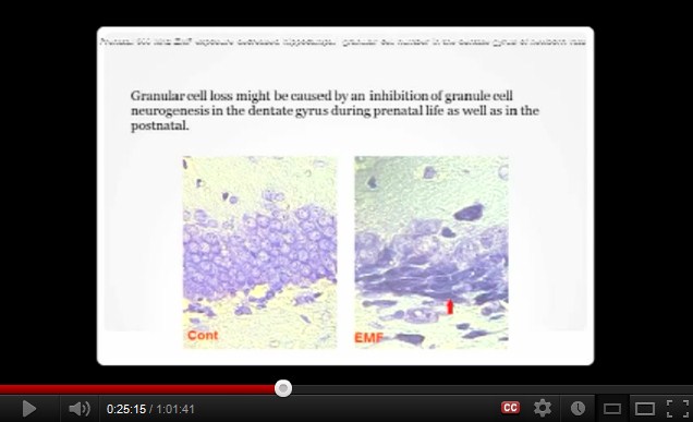 Die
              Zellkerne sind nach der Exposition mit 900 MHz nicht mehr
              da