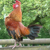 Un gallo solo sab�a despertar la gente a
                        las 4 de la madrugada, y por eso los ladrones lo
                        com�an