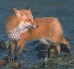 ... y una zorra lo
                          comi�.