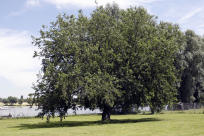 ... y el ladr�n
                          dijo que las manchas de sangre en su ropa sean
                          de una morera...