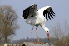 Las ranas quer�an un rey, pues recib�an
                        una cig�e�a