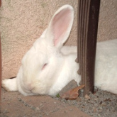 ... la liebre fue un dormilón. ... la liebre fue un
dormilón.