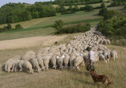 Un pastor con sus
                      ovejas y perros...