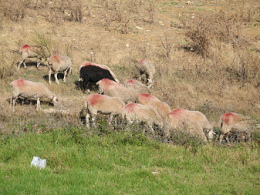 ... y busc� un reba�o
                      de corderos ...