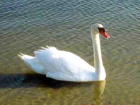 Un cisne sab�a
                        cantar y por eso no fue cocinado...