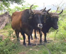 ... cien bueyes cuando lo
curan... ... cien bueyes cuando
lo curan...