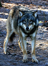 Un lobo detect�...