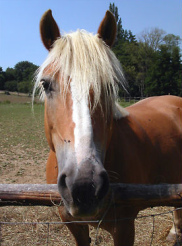 ... y fue un caballo
                      pero qued� desconfiado pues.