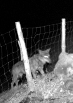 ... y fue capturado por un lobo, pero el
cabrito pidió que... ... y fue capturado
por un lobo, pero el cabrito pidió que...