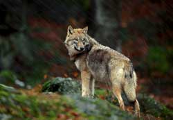 ... el lobo se iba a otro lugar. ... el lobo se iba a otro lugar.