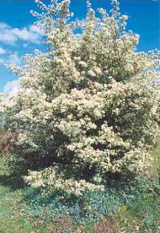 un espino... un espino...