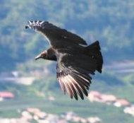 ... y un cuervo pensó
que podría imitar al águila y podría robar un
carnero grande... ... y un cuervo pensó
que podría imitar al águila y podría robar un
carnero grande...
