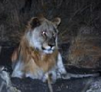 ...
pero el león no se dejó intimidar y comió el lobo
pues. ... pero el león no se
dejó intimidar y comió el lobo pues.