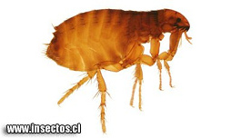Una
                        pulga puede morder - pero puede tambin morir
                        facilmente