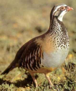 ... y el dueño juntaba un perdiz lo
que fue perseguido por los gallos ... ... y el dueño juntaba
un perdiz lo que fue perseguido por los gallos
...