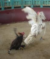 ... pero de un
momento al otro los dos gallos se peleaban hasta
sangrar y el perdiz sobrevivió. ... pero de un momento
al otro los dos gallos se peleaban hasta sangrar y
el perdiz sobrevivió.
