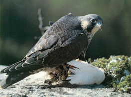 Un halcón
(aquí con una presa) robó en un nido de un
ruiseñor y dijo que no robara más cuando ... Un halcón (aquí con
una presa) robó en un nido de un ruiseñor y dijo
que no robara más cuando ...