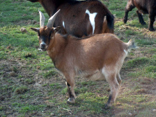 Un
                          cabrito fue en una roca y se burl� del lobo